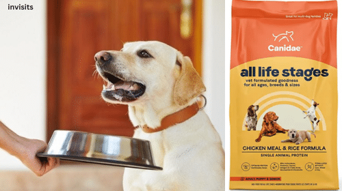 Mejores alimento para perros 