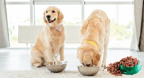 alimento para perros