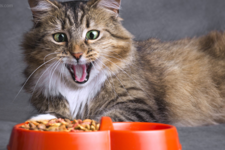 Best cat food for cats with feline herpes | Top Recommendations