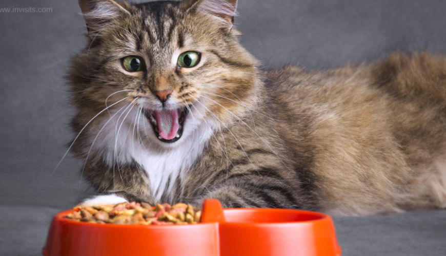 best cat food for cats with feline herpes