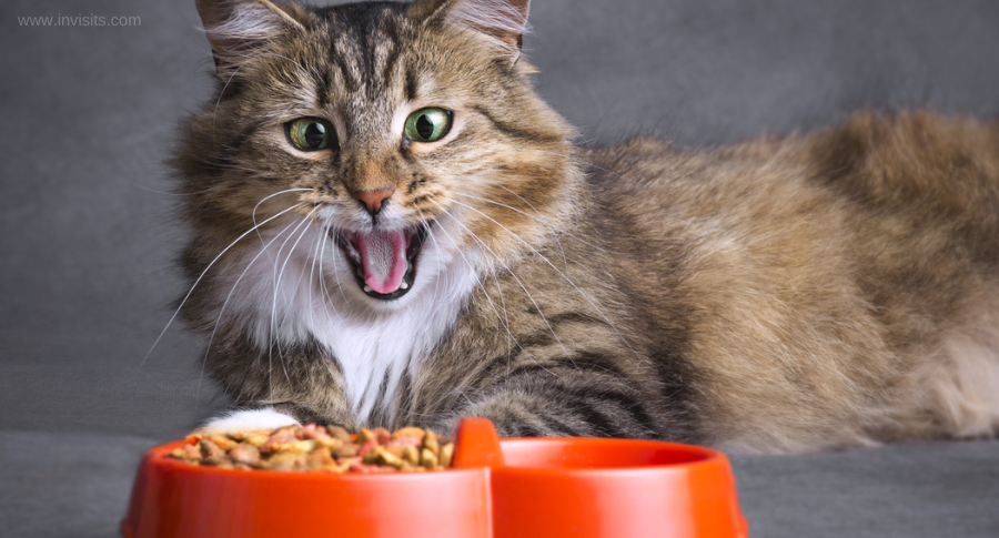 best cat food for cats with feline herpes